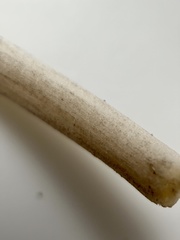 Coprinellus truncorum