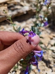 Penstemon mucronatus