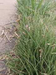 Bouteloua dactyloides