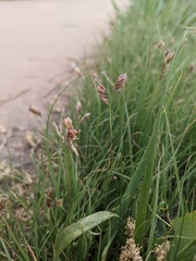 Bouteloua dactyloides