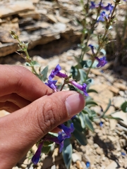 Penstemon mucronatus