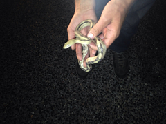 Bogertophis subocularis