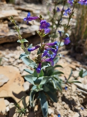 Penstemon mucronatus