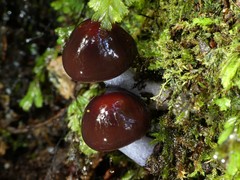 Cortinarius opaculus
