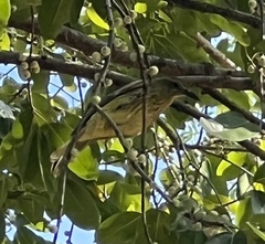 Oriolus flavocinctus