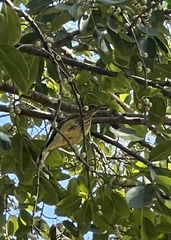 Oriolus flavocinctus