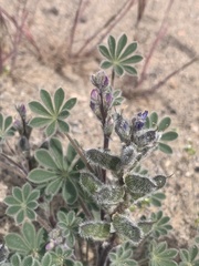 Lupinus concinnus orcuttii