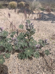 Lupinus concinnus orcuttii
