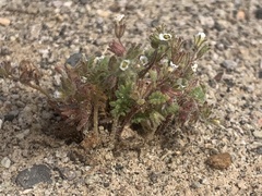Phacelia ivesiana