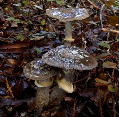 Cortinarius meleagris