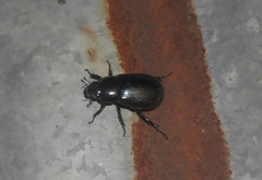 Cyclocephalini