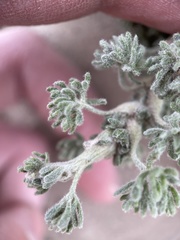 Artemisia spinescens