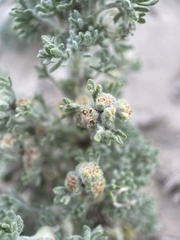 Artemisia spinescens