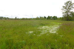 Plagiobothrys figuratus