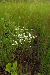 Plagiobothrys figuratus