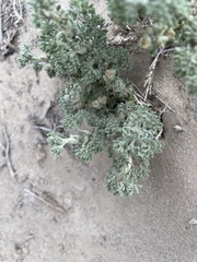 Artemisia spinescens