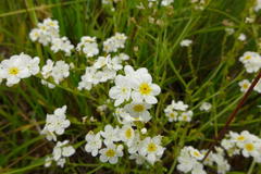 Plagiobothrys figuratus