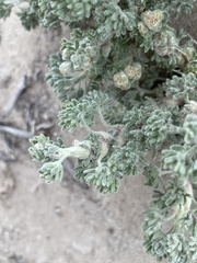 Artemisia spinescens