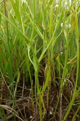 Plagiobothrys figuratus