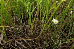 Plagiobothrys figuratus