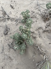 Artemisia spinescens