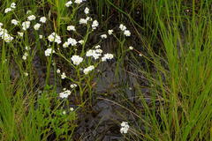 Plagiobothrys figuratus