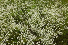 Plagiobothrys figuratus