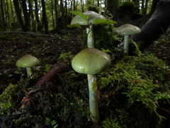 Cortinarius viridipileatus