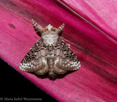 Euglyphis guttularis