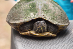 Trachemys scripta scripta