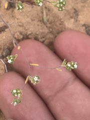 Eremocarya micrantha