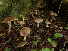 Cortinarius meleagris