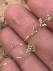 Eremocarya micrantha