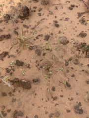 Eremocarya micrantha