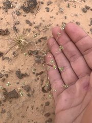 Eremocarya micrantha