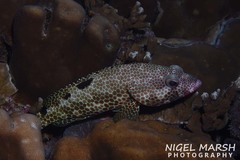 Epinephelus spilotoceps