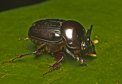 Onthophagus neostenocerus