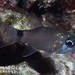 Samoan Cardinalfish - Photo (c) Nigel Marsh, some rights reserved (CC BY-NC), uploaded by Nigel Marsh
