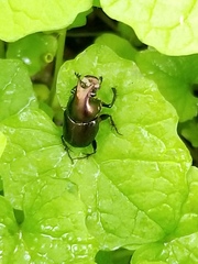 Onthophagus orpheus