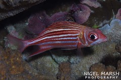 Sargocentron microstoma