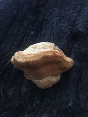 Piptoporus australiensis