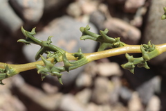 Senecio uspallatensis