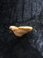 Piptoporus australiensis