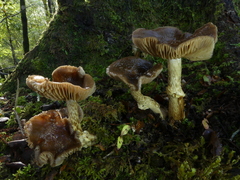 Cortinarius meleagris