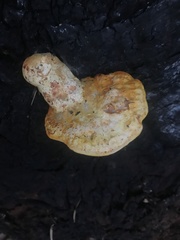 Piptoporus australiensis
