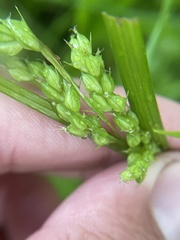 Carex davisii