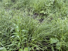 Carex davisii