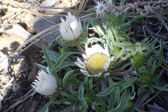 Townsendia grandiflora