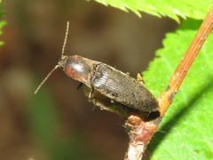 Agriotes fucosus