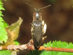 Agriotes fucosus
